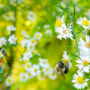 Flores y abeja