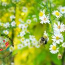 Flowers and bee