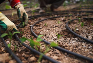 Soluciones lideradas por jóvenes para sistemas alimentarios inclusivos y resilientes: preparando el camino para el ODS 2