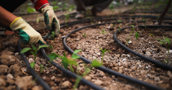 Soluciones lideradas por jóvenes para sistemas alimentarios inclusivos y resilientes: preparando el camino para el ODS 2